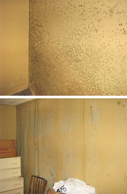 home mold removal in Janesville
